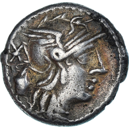 minca, 
  
  Cassia, 
  
  dinár